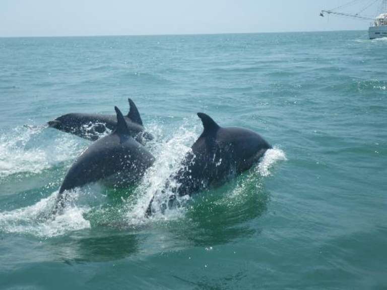 Thomas Outdoors Water Sports - Anchor Marina