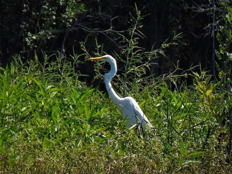 Gator Bait Adventure Tours