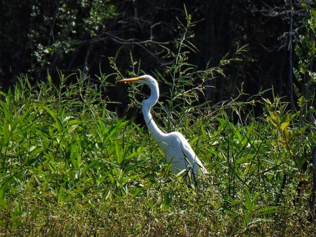 Gator Bait Adventure Tours
