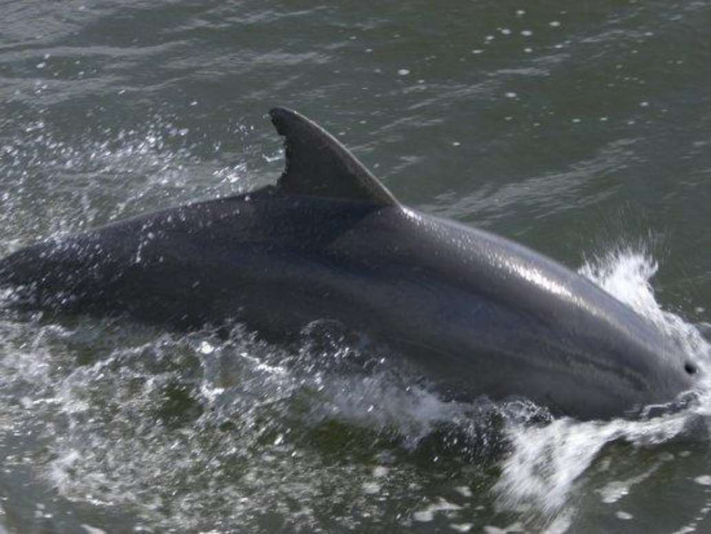 Captain Jack's Kiawah Sailing and Dolphin Watching