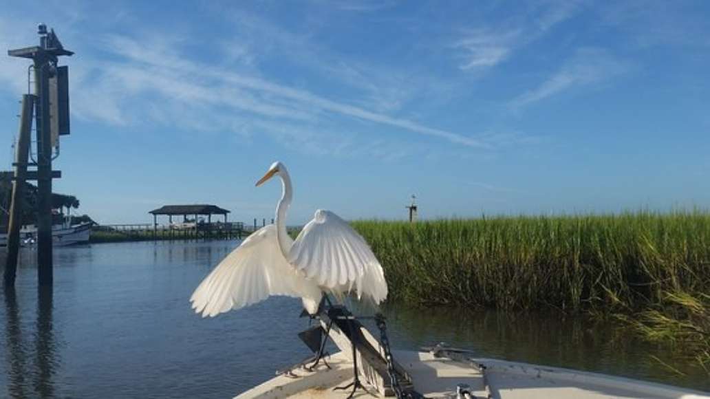 Kingfisher Charters