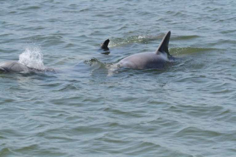 Edisto Shrimp Boat Charters