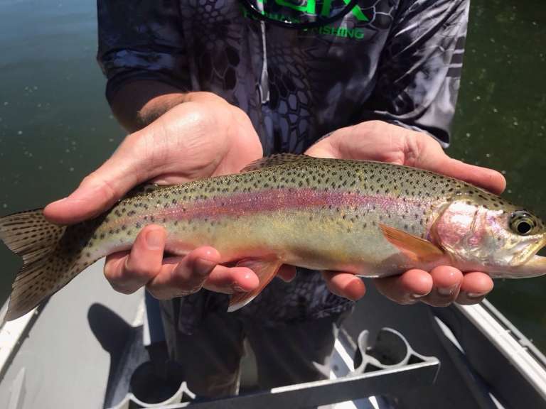 South Holston River Fly Shop