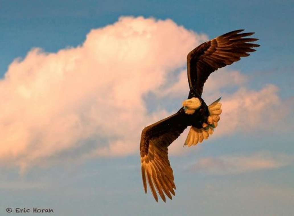 Lowcountry Photo Safaris