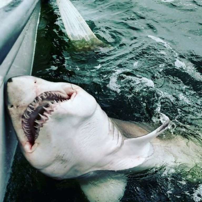 Cool Cat Sportfishing