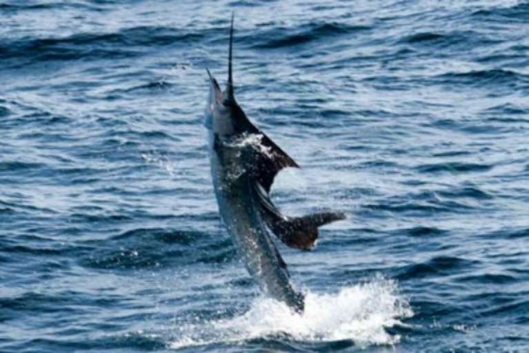 Fish The Wahoo Epic Charters