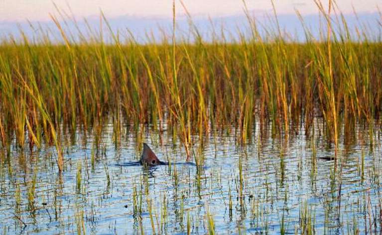 Myrtle Beach Guide Service Fishing Charters