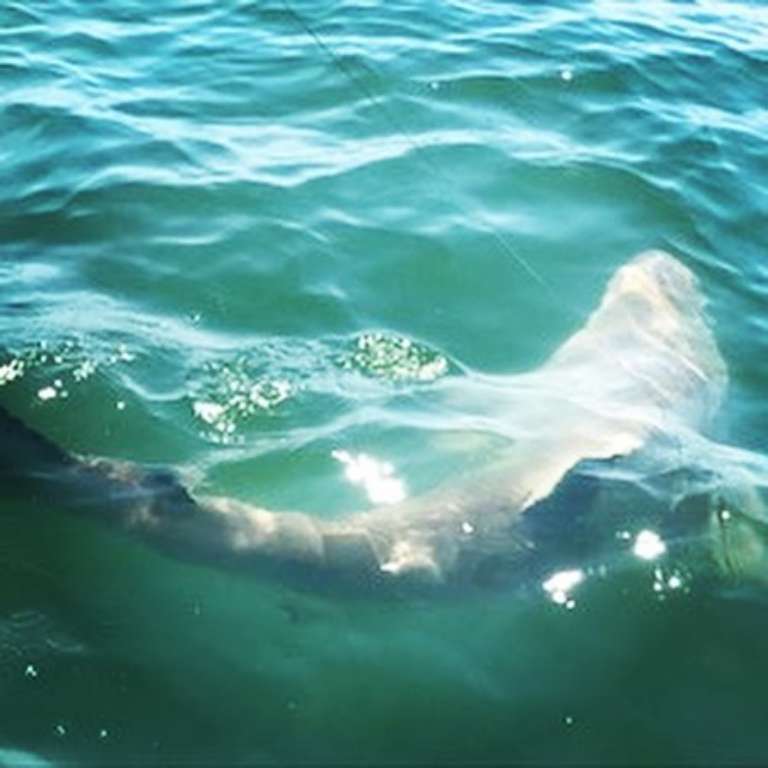 Therapy Fishing Charters