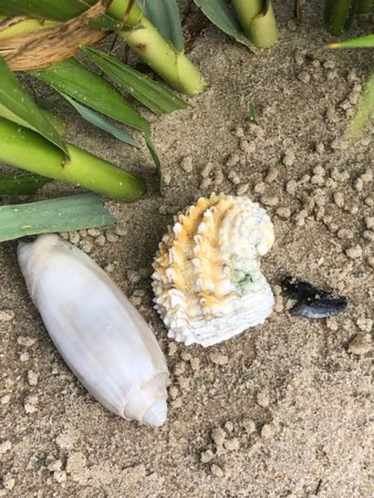 Native Son Adventures