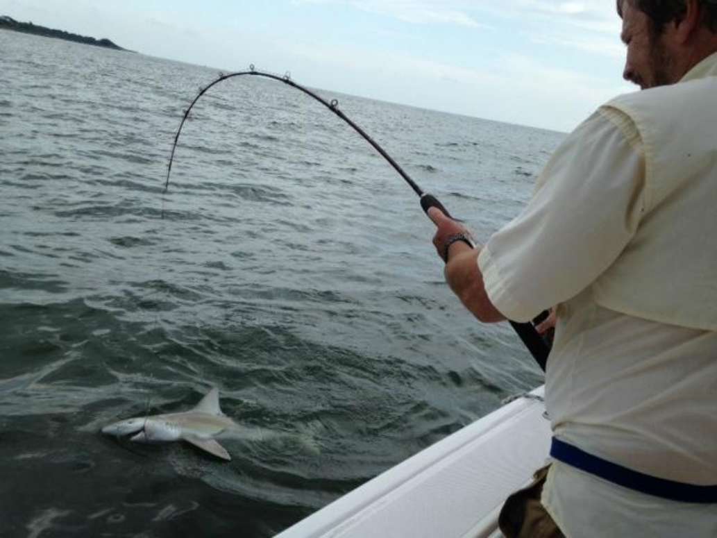 Sharkin Charleston