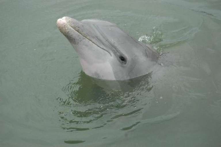Dolphin Discoveries Boat Tours
