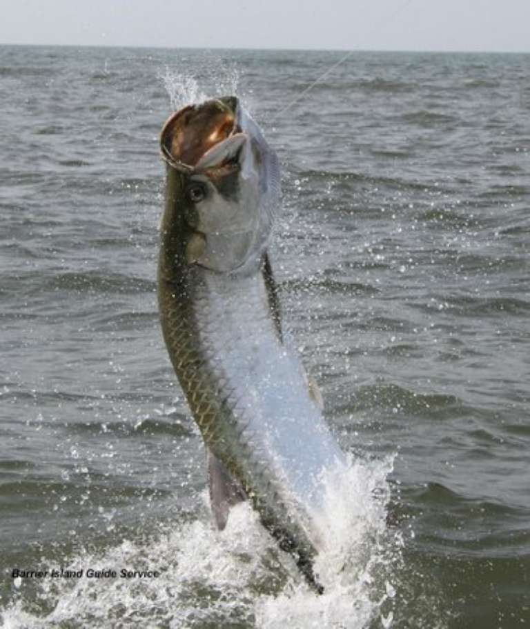 Barrier Island Guide Service