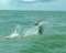 Tampa Flats Fishing Charters