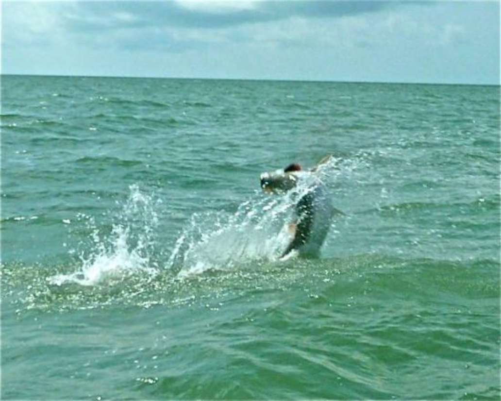 Tampa Flats Fishing Charters