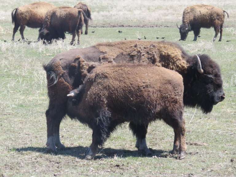 Terry Bison Ranch