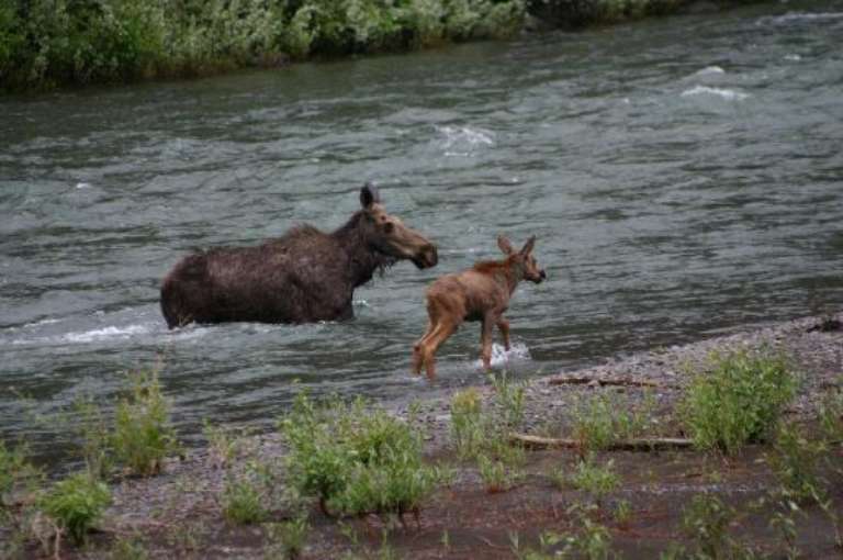 Wyoming River Trips