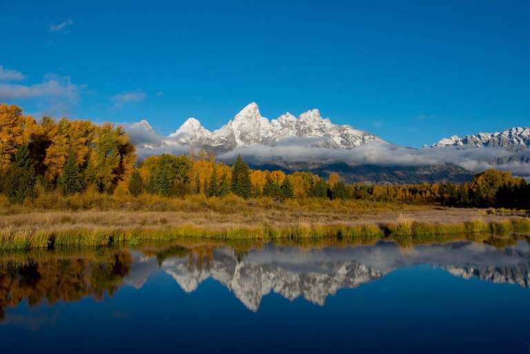 Wild Things of Wyoming