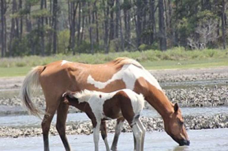 Barnacle Bill's Wild Pony Boat Tours