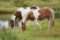 Assateague Tours