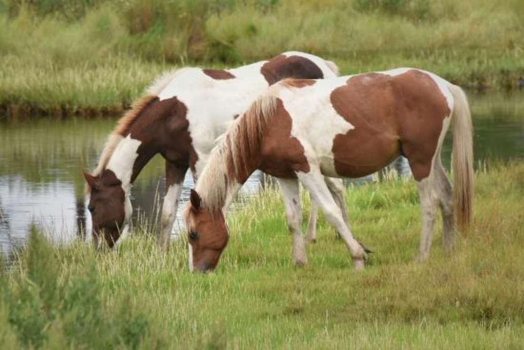 Assateague Tours