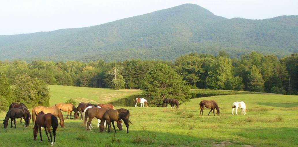 Fort Valley Ranch