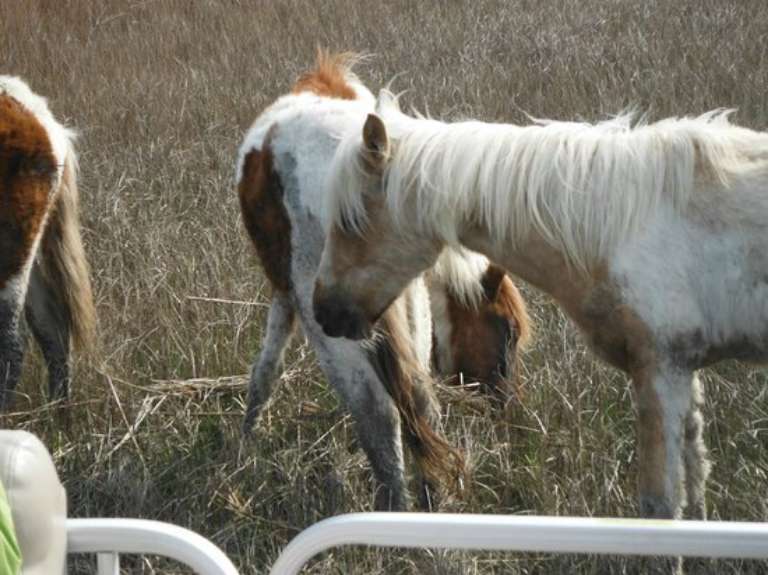 Daisey's Island Cruises