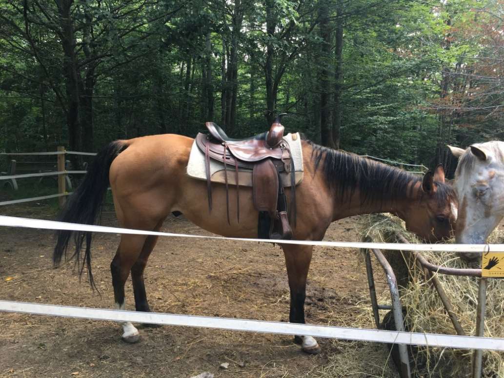 Rocke N Horse Farm