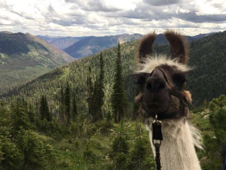 Swan Mountain Llama Trekking