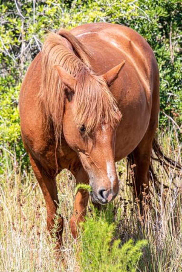 Bobs Wild Horse Tours