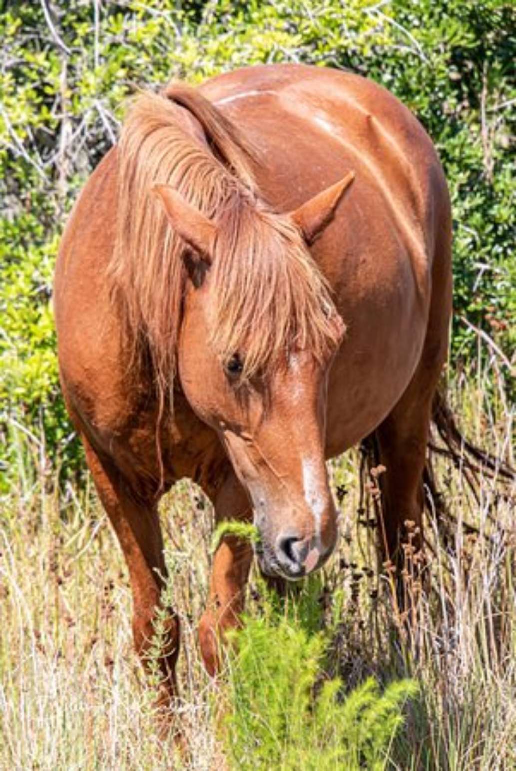 Bobs Wild Horse Tours