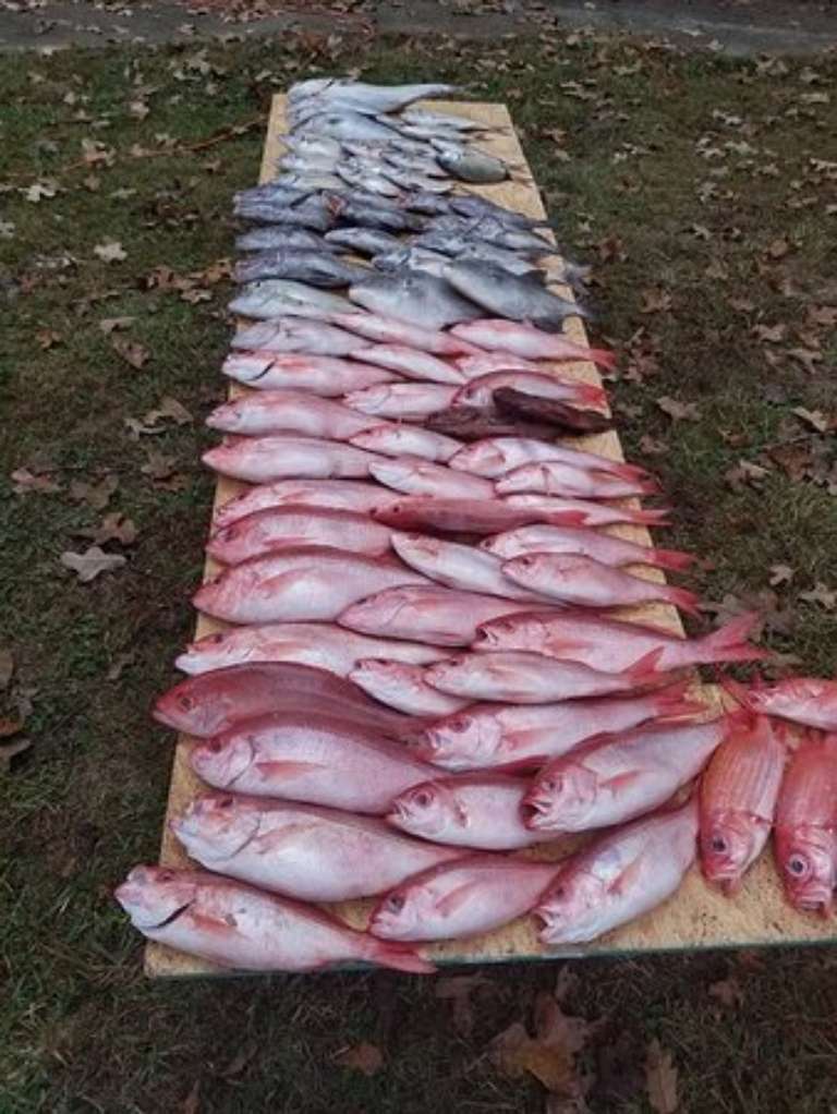 Voyager Deep Sea Fishing & Dolphin Cruises