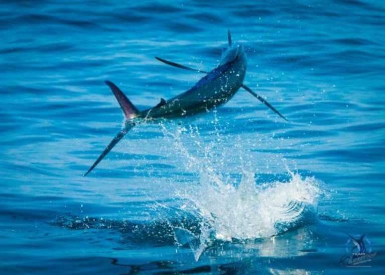 Swordfish Sportfishing