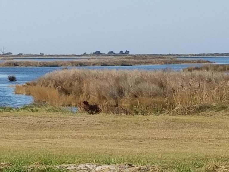Pea Island National Wildlife Refuge