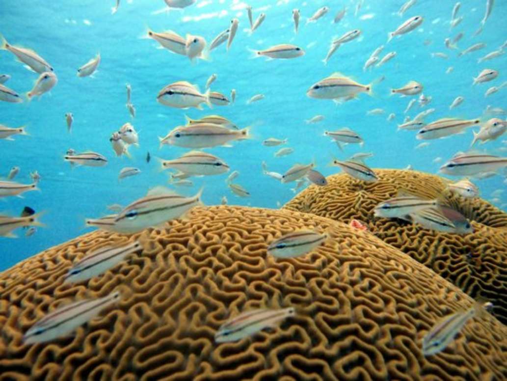 Scubacao Diving Adventures