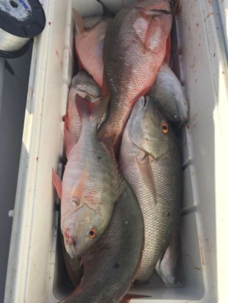 Blue Angler Sport Fishing