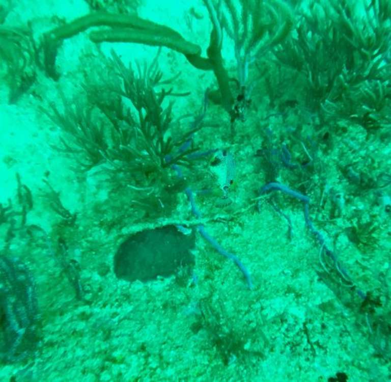 Wild Turtle Scuba Tobago Ltd.