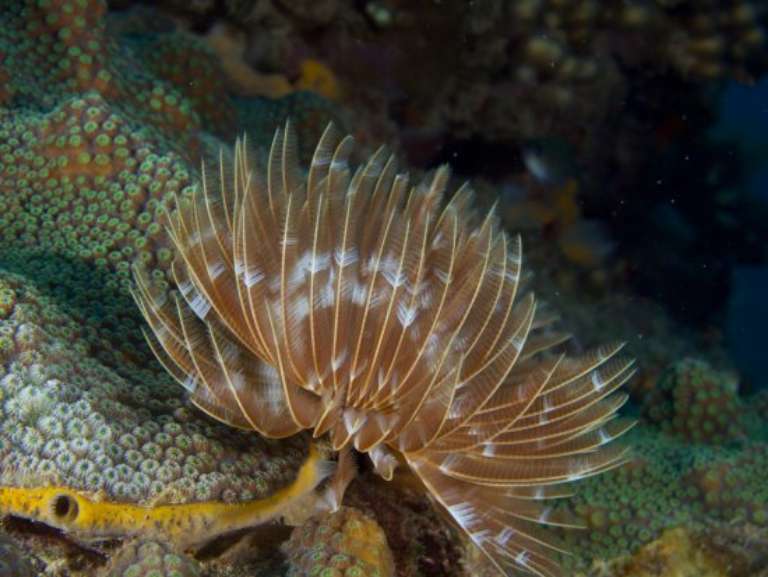 Les Baillantes Tortues