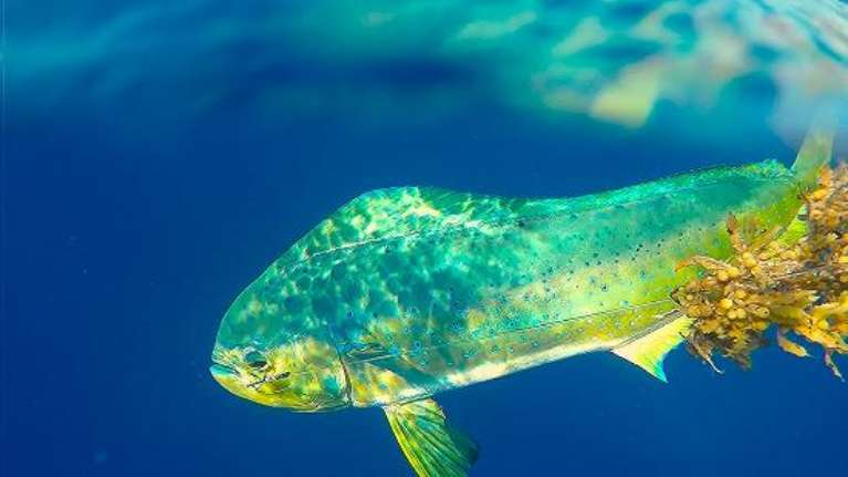 Cayman Offshore Adventures