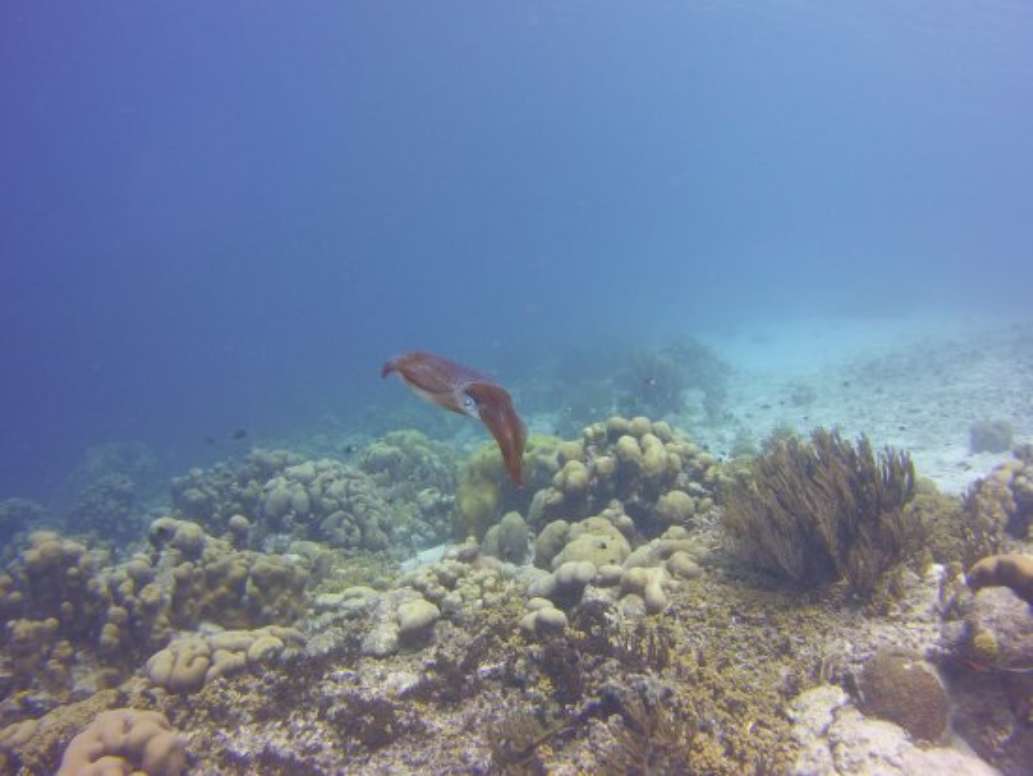 Sea Donkey Diving