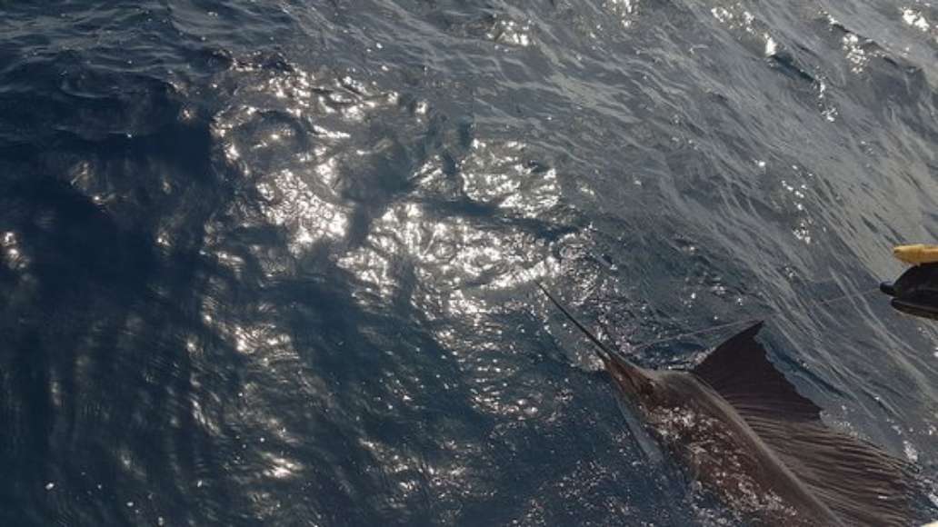 Marlin Master