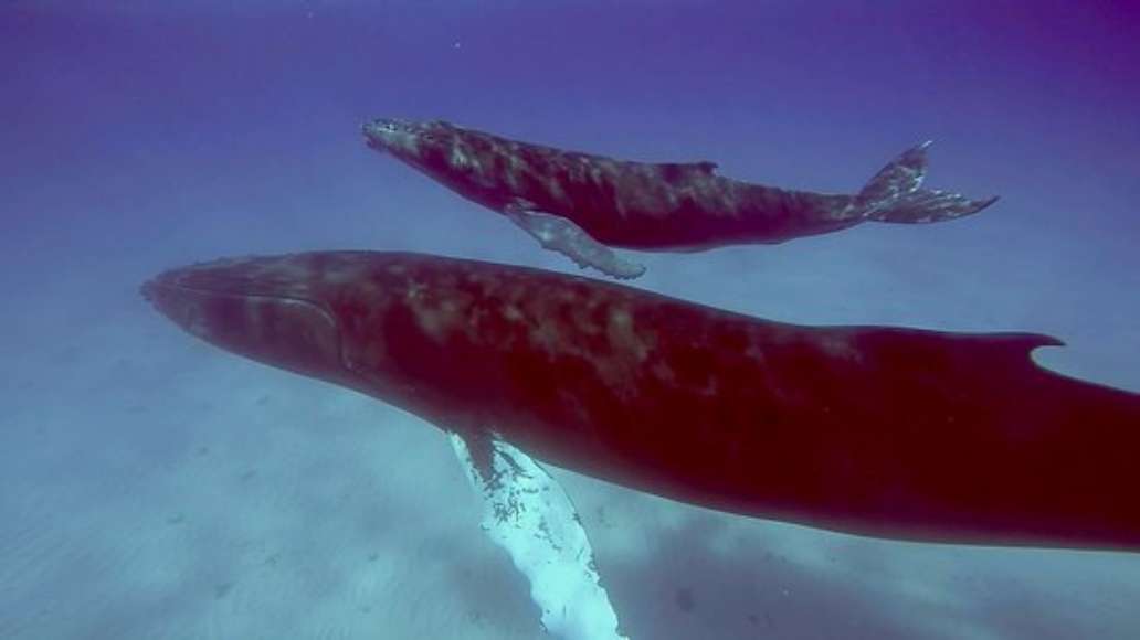 Deep Blue Charters