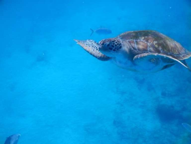 Swammy's Water Sports