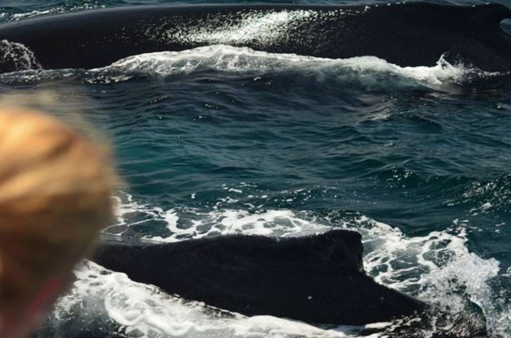 Whale Samana