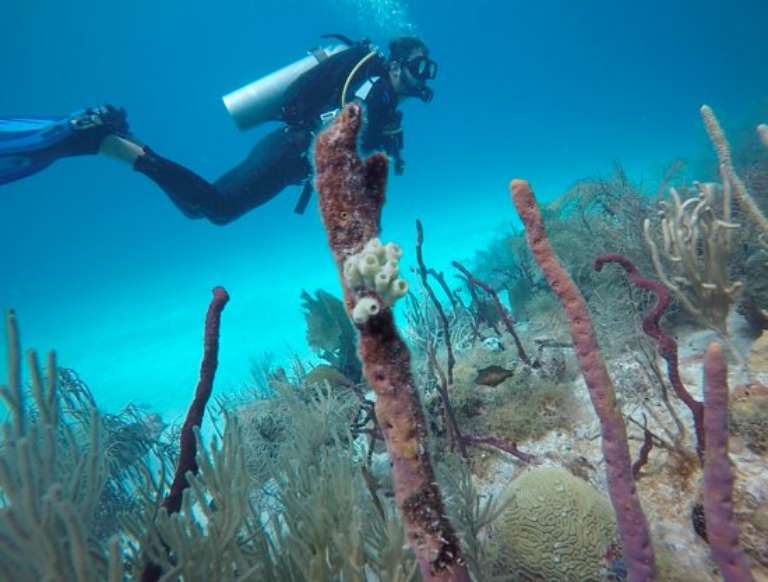 Diving Dominican Republic