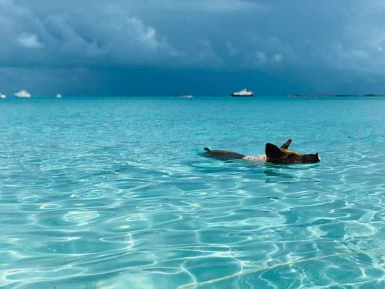 Robert's Island Adventures