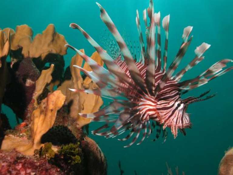 Las Antillas Diving Club