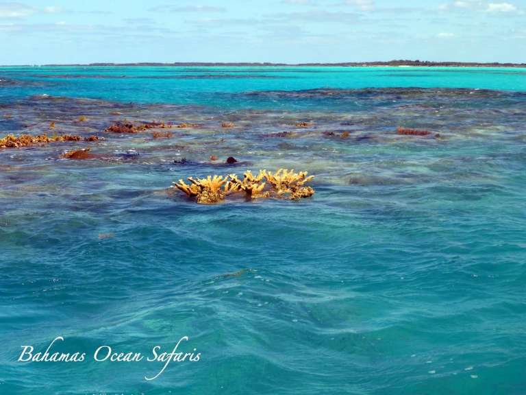 Bahamas Ocean Safaris