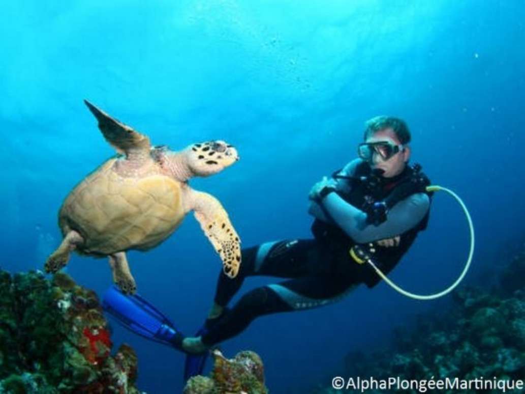 Alpha Plongee Martinique