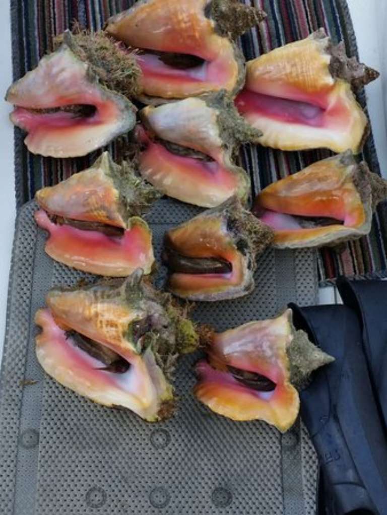 FreshHorse Luxury Charters