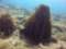 Scuba Montserrat